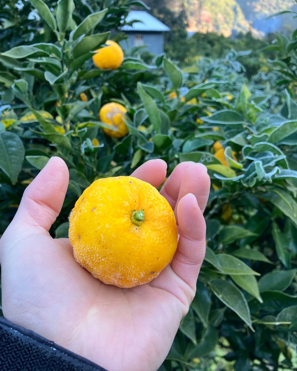 Golden Yuzu on the tree, edged with morning frost.