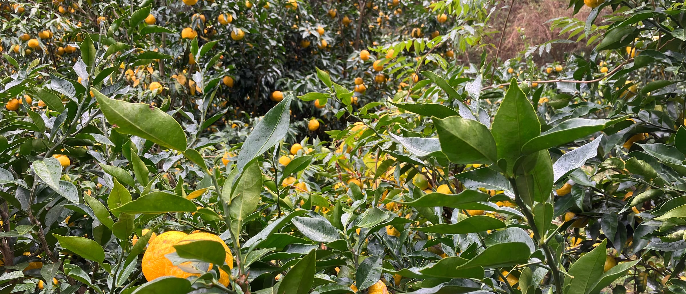 Groves of Golden Yuzu filling a mountain valley under daylight.