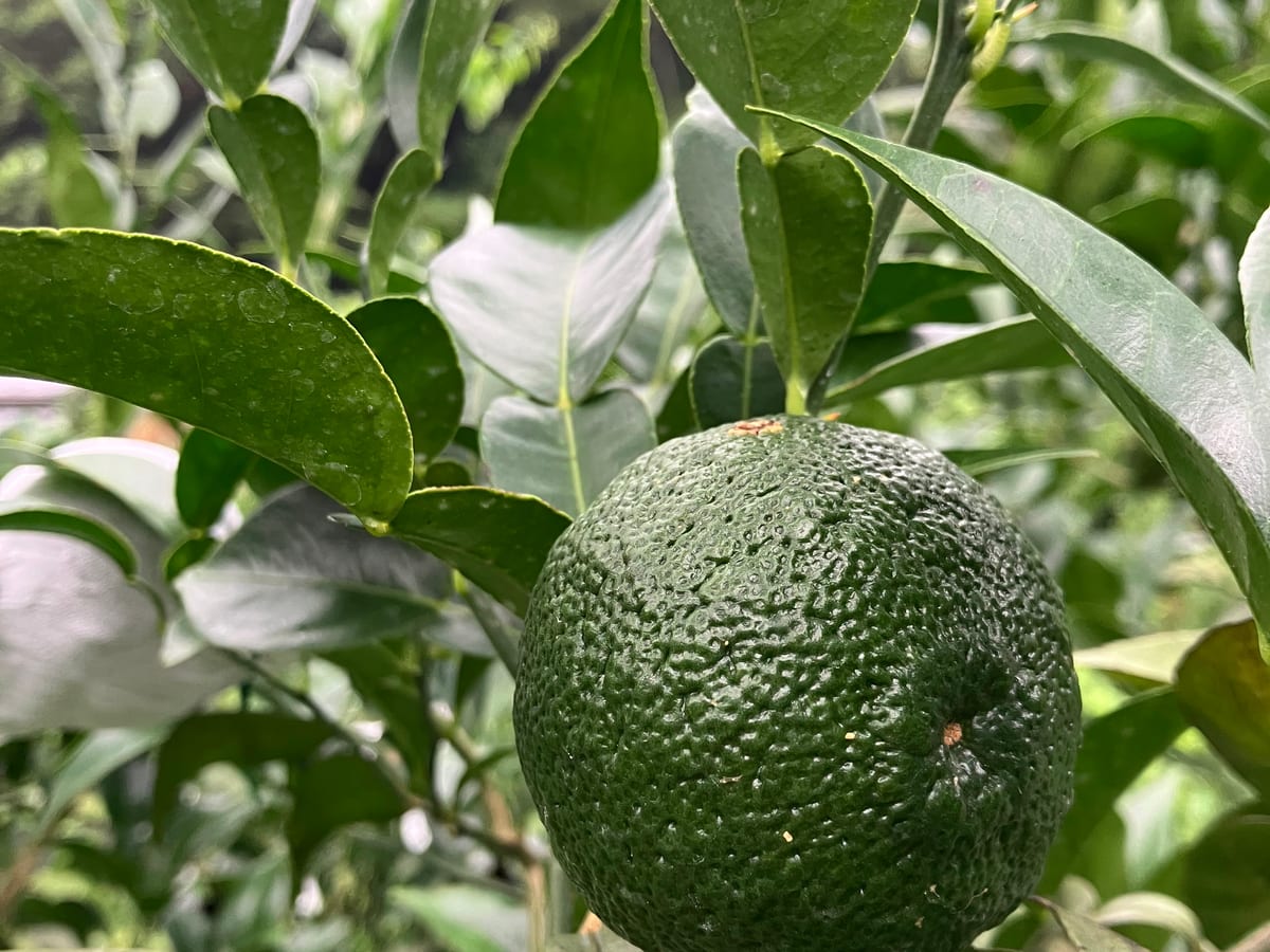 Green Yuzu on the branch
