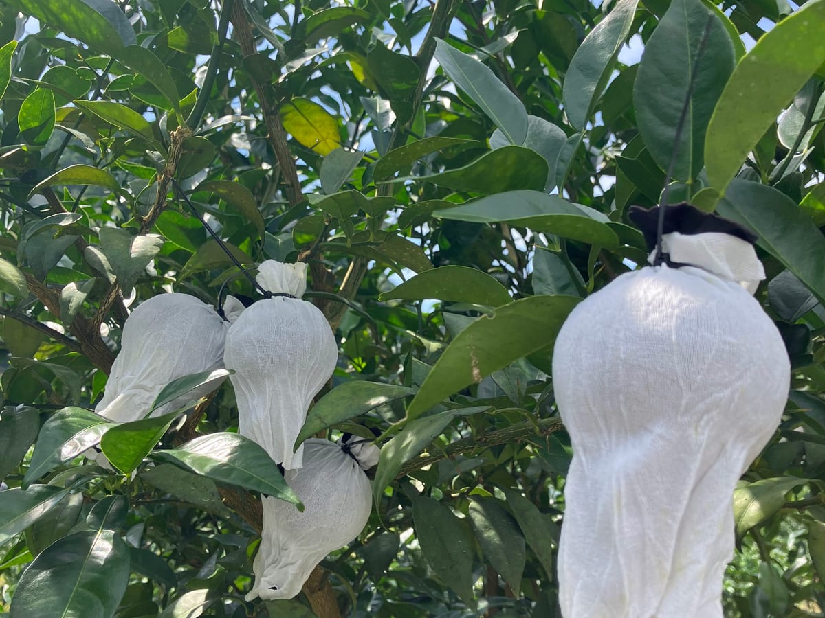 Young yuzu fruit on the branch, each one wrapped in a white cloth bag.