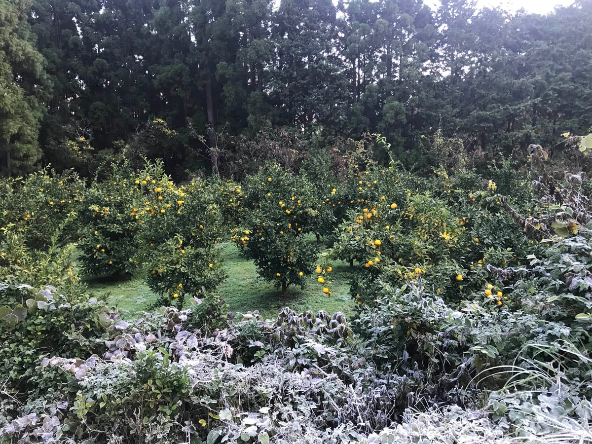Frost-whitened grass in front of yuzu trees carrying golden fruit at harvest time.