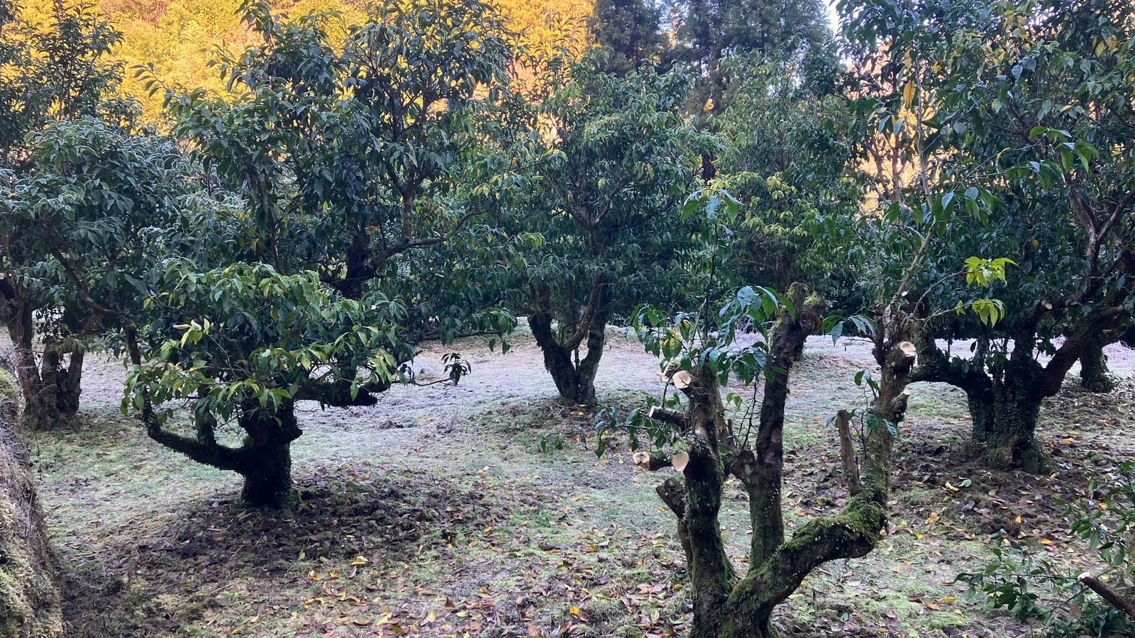 Old yuzu trunks covered in moss, cut back, with frost on the ground and morning light on the hills behind.