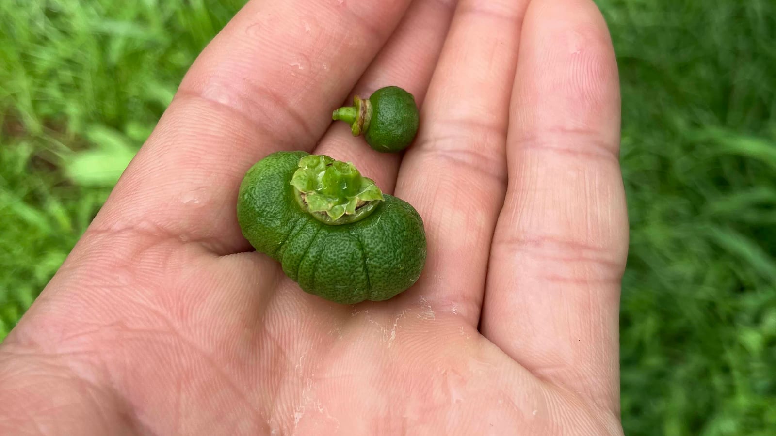 An open palm holding a small misshapen green yuzu next to a sound one, with the grove blurred behind.